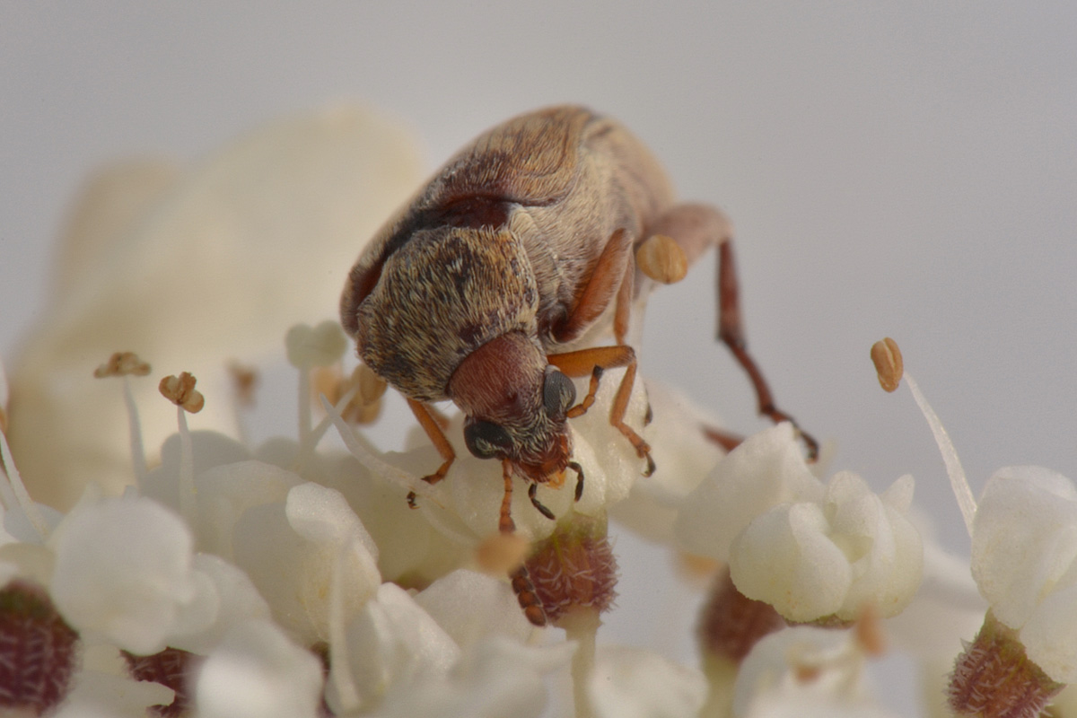 Bruchidius terrenus (cfr.)